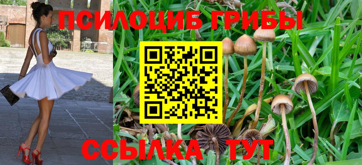 Псилоцибиновые грибы Cubensis Топки
